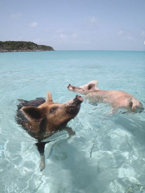 Pig Island sunset