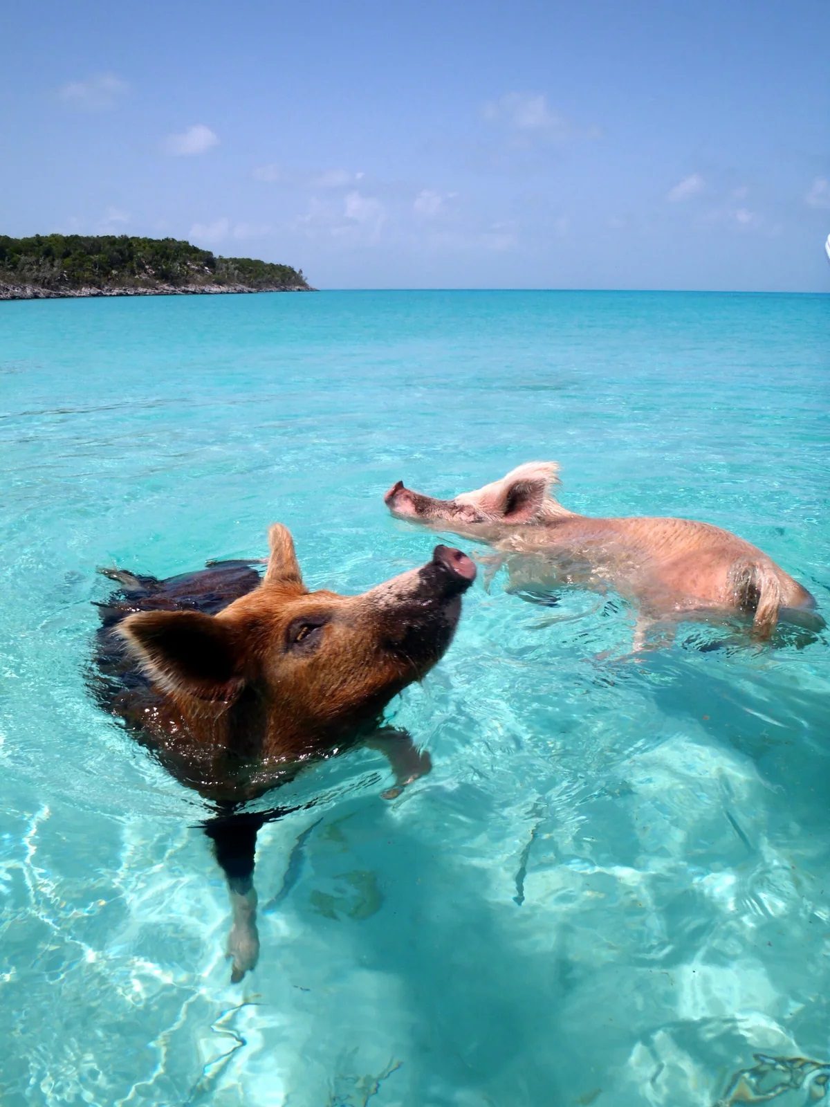 Pig Island sunset